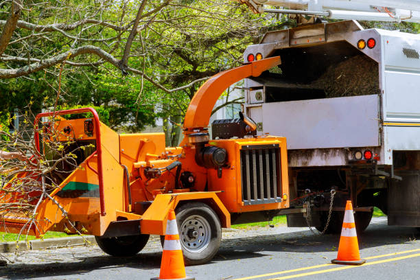 Best Tree and Shrub Care  in Apple Valley, MN